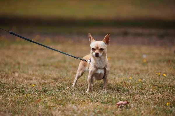 What Should You Know About UK Cat Breeds?